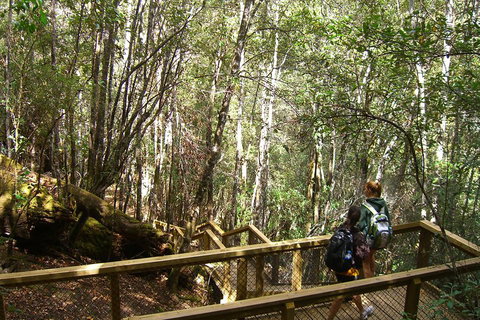Mt Field National Park And Russell Falls From Hobart - Accommodation Guide 4