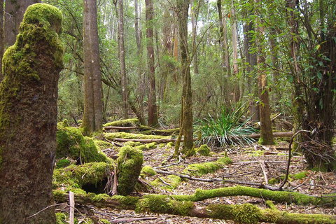 Mt Field National Park And Russell Falls From Hobart - Accommodation Guide 5