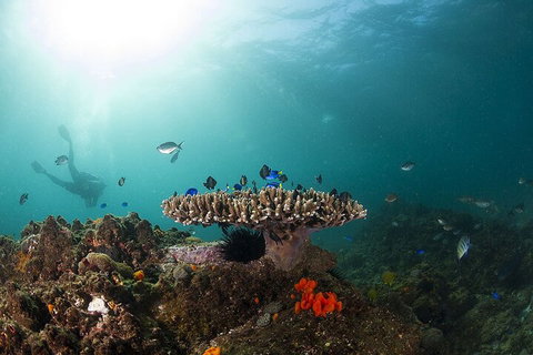 3-Hour Byron Bay Certified Scuba Diving Tour - Accommodation Guide 4