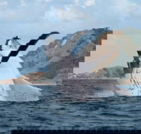 Byron Bay Whale Watching Cruise - Accommodation Guide