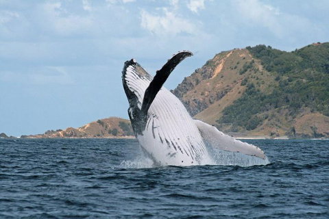 Byron Bay Whale Watching Cruise - Accommodation Guide 0