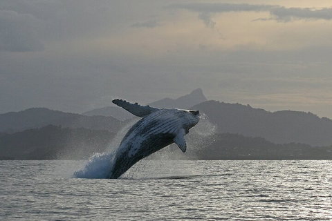 Byron Bay Whale Watching Cruise - Accommodation Guide 1