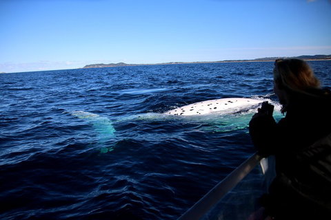 Byron Bay Whale Watching Cruise - Accommodation Guide 2