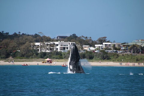 Byron Bay Whale Watching Cruise - Accommodation Guide 3
