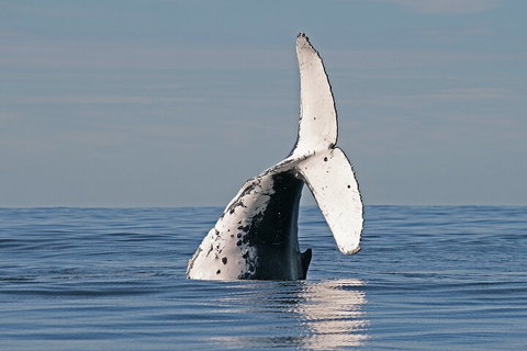 Byron Bay Whale Watching Cruise - Accommodation Guide 4