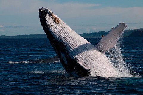 Byron Bay Whale Watching Cruise - Accommodation Guide 5