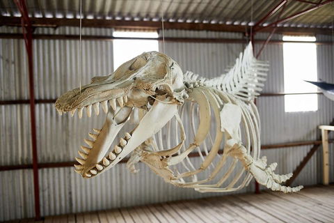 Albany's Whale Story - Accommodation China 3