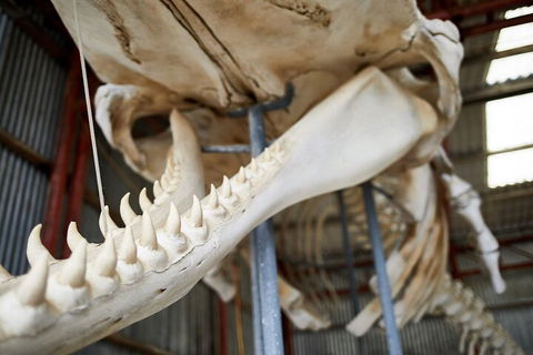 Albany's Whale Story - Accommodation China 5