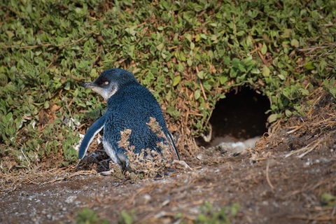 Small-Group Phillip Island Penguin Parade Day Tour From Melbourne - Accommodation Asia 1