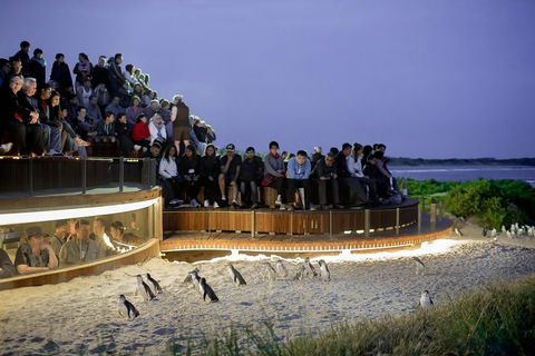 Small-Group Phillip Island Penguin Parade Day Tour From Melbourne - Accommodation Asia 3