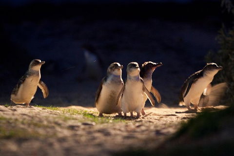 Small-Group Phillip Island Penguin Parade Day Tour From Melbourne - Accommodation Asia 5