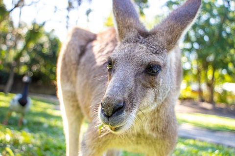 Virtual Interactive Australian Wildlife Tour With Private Guide-Wildlife Habitat - Accommodation Guide 2