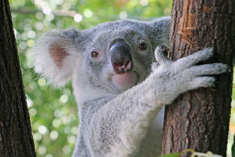 Virtual Interactive Australian Wildlife Tour With Private Guide-Wildlife Habitat - Accommodation Guide 3