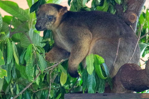 Virtual Interactive Australian Wildlife Tour With Private Guide-Wildlife Habitat - Accommodation Guide 4