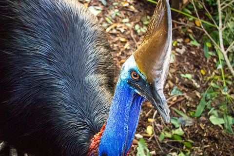 Virtual Interactive Australian Wildlife Tour With Private Guide-Wildlife Habitat - Accommodation Guide 5