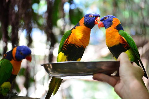 Wildlife Habitat Port Douglas - Accommodation Guide 0