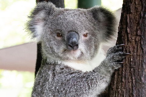 Wildlife Habitat Port Douglas - Accommodation Guide 1