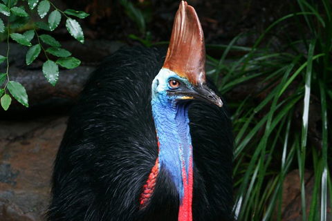 Wildlife Habitat Port Douglas - Accommodation Guide 3
