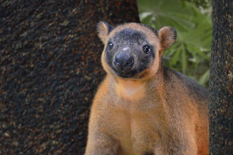 Wildlife Habitat Port Douglas - Accommodation Guide 5