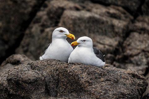 Hobart Sightseeing Cruise Including Iron Pot Lighthouse - Accommodation Guide 4
