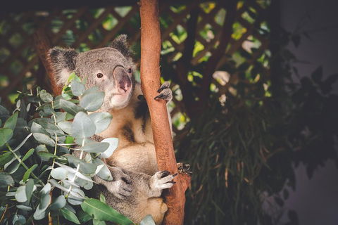 Small-Group Blue Mountains Day Trip From Sydney With Wildlife Park - Accommodation Asia 2