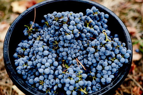 Melbourne City Tour And Half Day Yarra Valley In One Day - Accommodation Guide 4