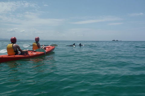 Kayaking With Dolphins In Byron Bay Guided Tour - Accommodation Asia 4