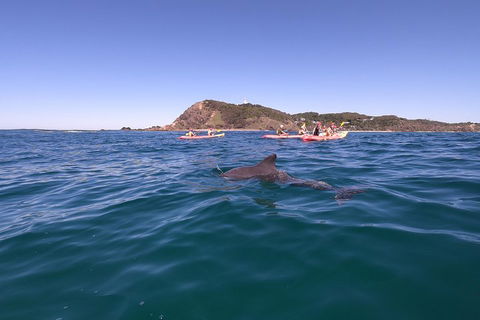 Kayaking With Dolphins In Byron Bay Guided Tour - Accommodation Asia 5