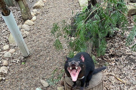 Featherdale Wildlife Park General Admission - Accommodation Asia 1