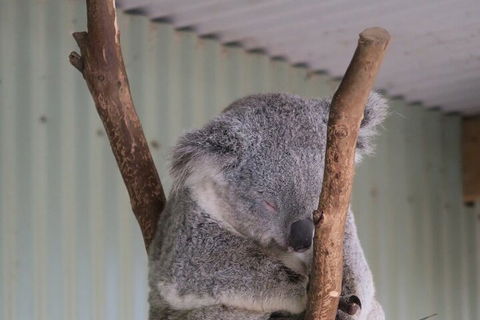 Featherdale Wildlife Park General Admission - Accommodation Asia 3