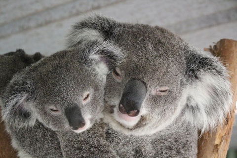 Featherdale Wildlife Park General Admission - Accommodation Asia 4