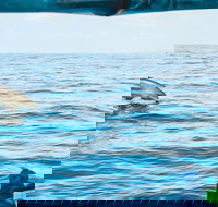 Cruise with Dolphins in Byron Bay - Accommodation Guide