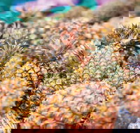 Sunshine Coast Eumundi Markets Return Minibus Transfer - Accommodation China