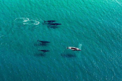 40-45 Minute Port Stephens And Stockton Beach Helicopter Flight - For 2 - Accommodation Asia 0
