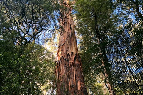 Ultimate Reverse Direction - 12 Apostles, Great Ocean Road - Small Group Tour - Accommodation Asia 2