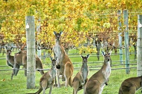 Margaret River Indulge And Discover Day Tour - Accommodation Asia 0