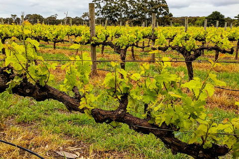 Margaret River Indulge And Discover Day Tour - Accommodation Asia 5