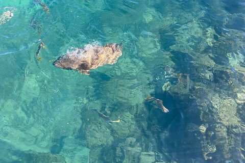 Aquascene Magnetic Island Discovery Tour - Accommodation Guide 1