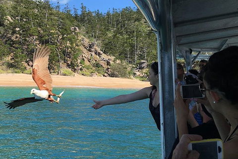 Aquascene Magnetic Island Discovery Tour - Accommodation Guide 2