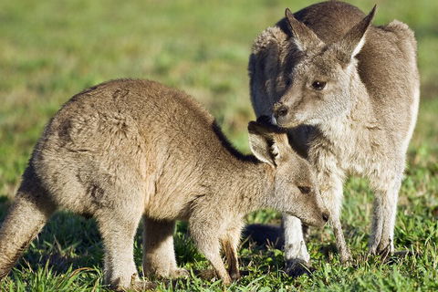 LGBT+ Friendly Full Day Phillip Island Private Tour - Accommodation China 3