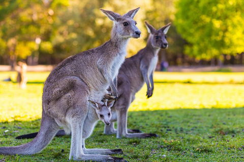 LGBT+ Friendly Full Day Phillip Island Private Tour - Accommodation China 4