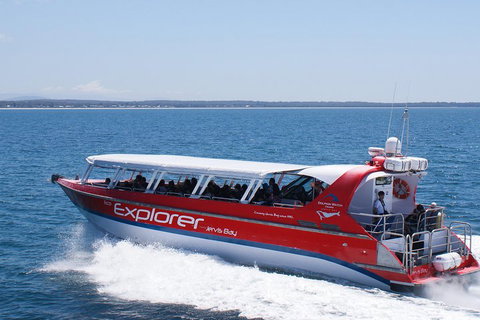 Whale Watching Jervis Bay - Accommodation Asia 1