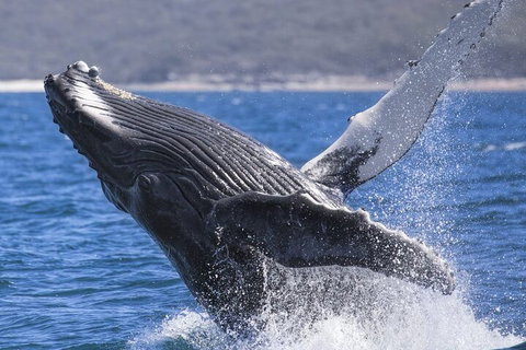 Whale Watching Jervis Bay - Accommodation Asia 2