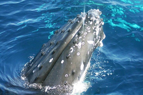 Whale Watching Jervis Bay - Accommodation Asia 3