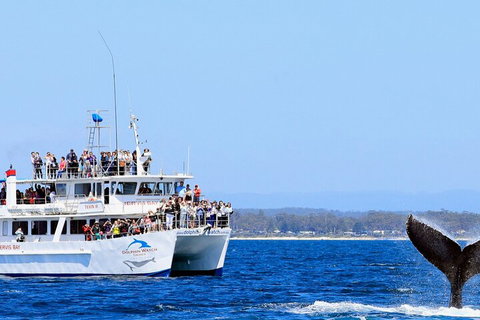 Whale Watching Jervis Bay - Accommodation Asia 4