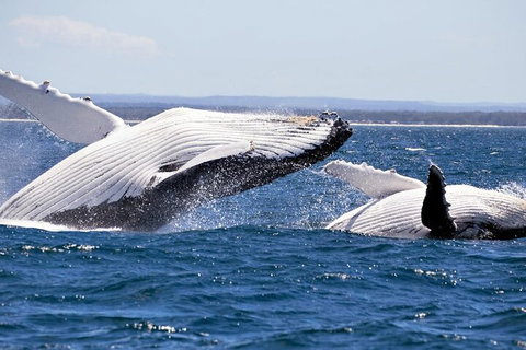Whale Watching Jervis Bay - Accommodation Asia 5