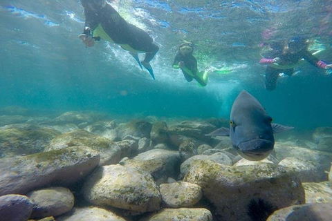 Manly And Shelly Beach Snorkeling Tour - Accommodation Asia 0