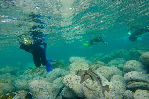 Manly And Shelly Beach Snorkeling Tour - Accommodation Asia 1