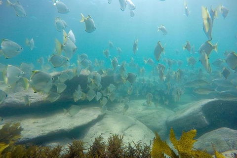 Manly And Shelly Beach Snorkeling Tour - Accommodation Asia 2