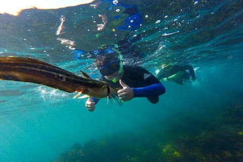 Manly And Shelly Beach Snorkeling Tour - Accommodation Asia 3